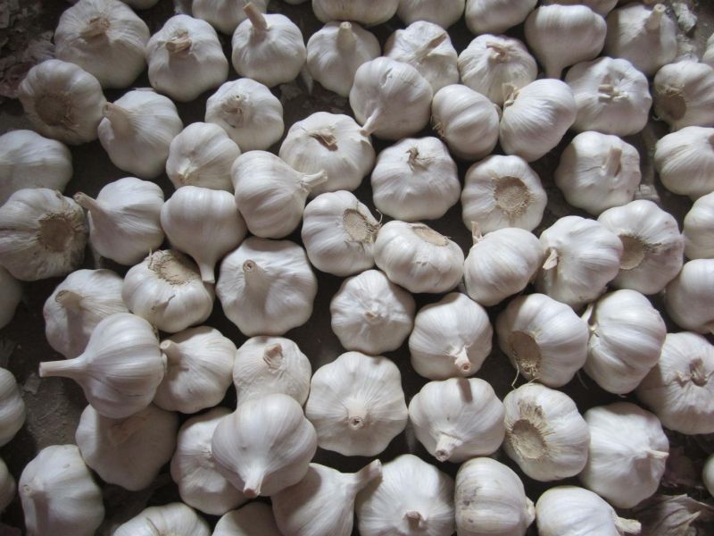 New Crop Fresh Garlic (4.5cm, 5.0cm, 5.5cm, 6.0cm)