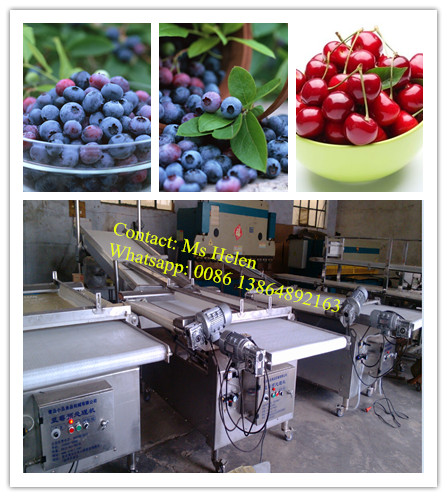 Blueberry Sorting Machine/ Blueberry Sorting Weighting Packing Line