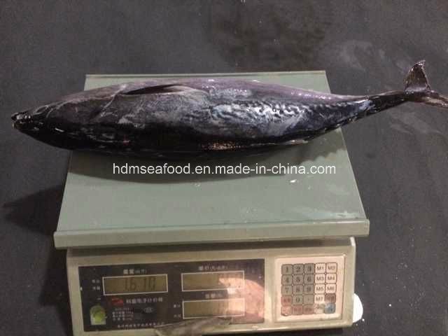 Big Size Frozen Bonito Tuna (750g+)