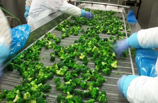 Chinese New Frozen IQF Broccoli