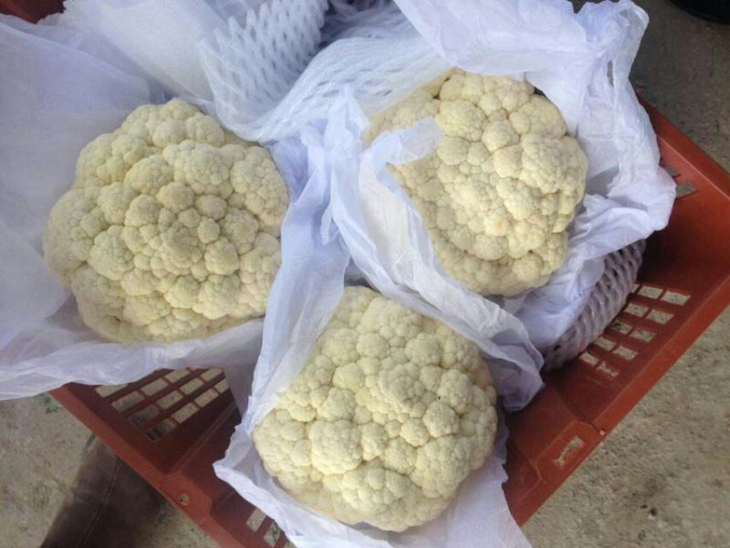 Chinese White Cauliflower with Carton Packing