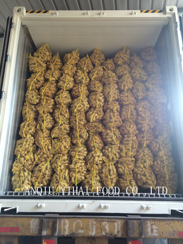 Good Quality Fresh Ginger Mesh Bag 150g and up