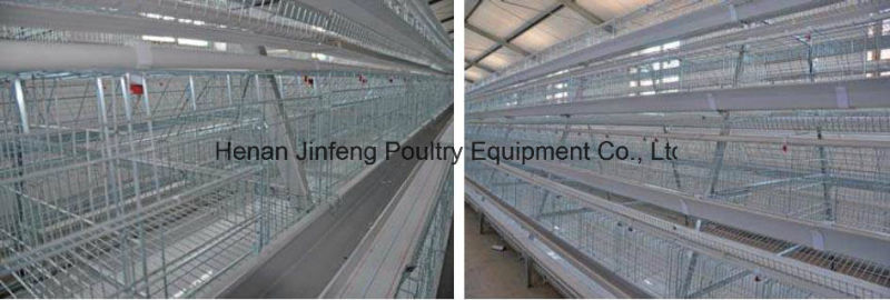 Hot High Quality Layer Chicken Farm Poultry Equipment From China