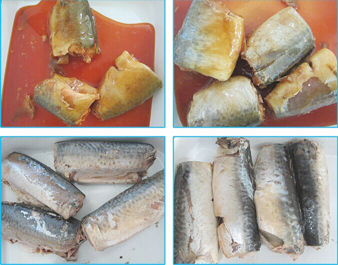 Export High Quality Canned Mackerel