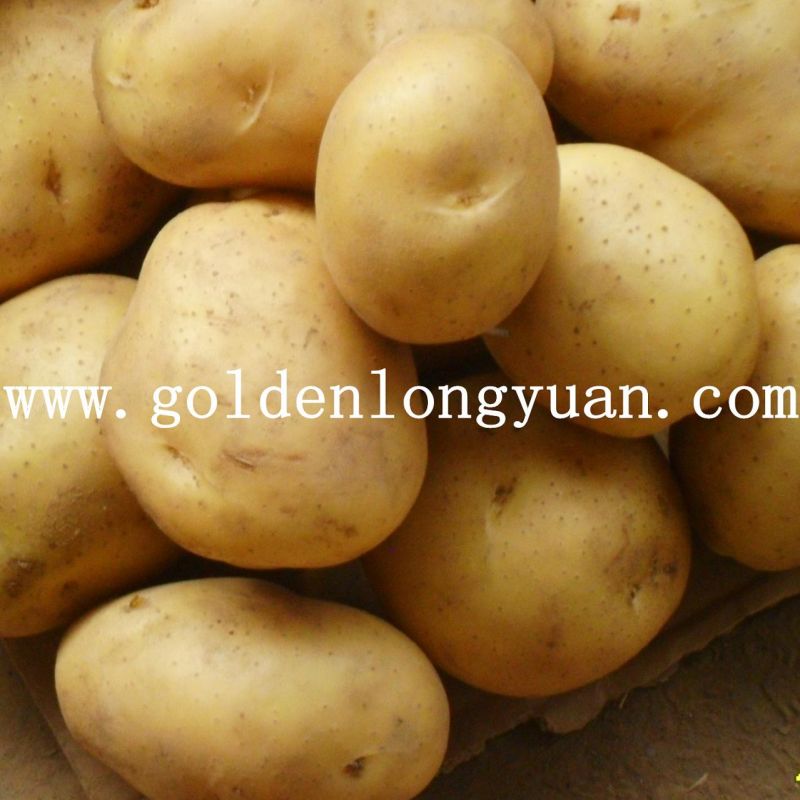 Exported Quality of Fresh Holand Potato