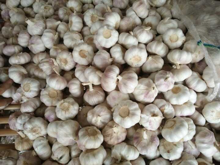 New Crop Jinxiang White Garlic (4.5cm, 5.0cm, 5.5cm, 6.0cm)