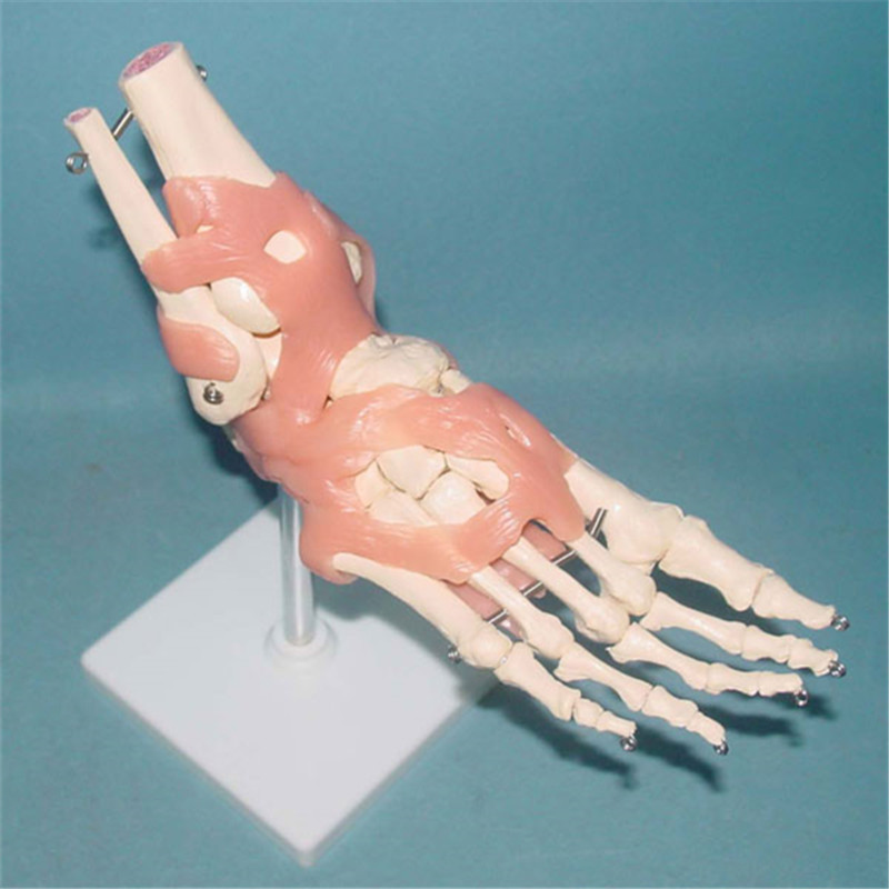 Human Ankle Joint Skeleton Medical Health Model with Ligament (R020914)