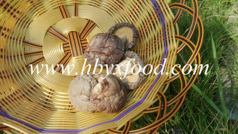 Green Food Dried Smooth Shiitake Mushroom Price