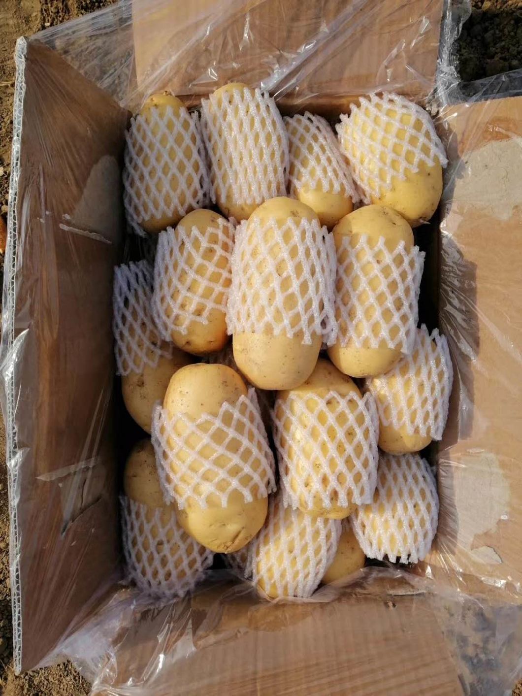 Fresh China Yellow Holland Potato