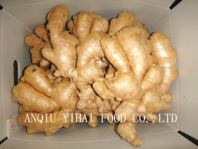 Global Gap 250g and up Air-Dry-Ginger for Sales