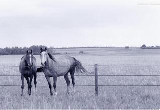 Round Pipe Cattle Panel, Horse Panel