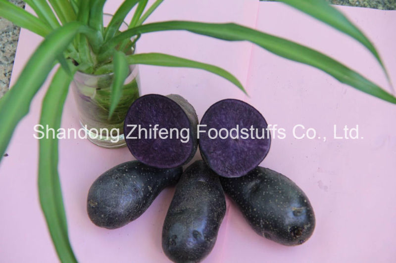 Chinese Fresh Purple Yam for Exporting