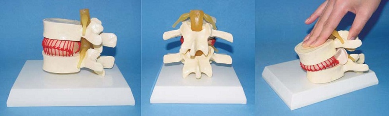 Human Skeleton Vertebra Column Medical Demonstration Biology Model