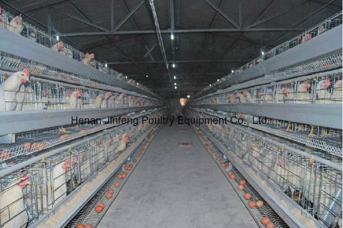 a Type Automatic Chicken Equipment Frame Cage for Farm Use (JFLS0621)