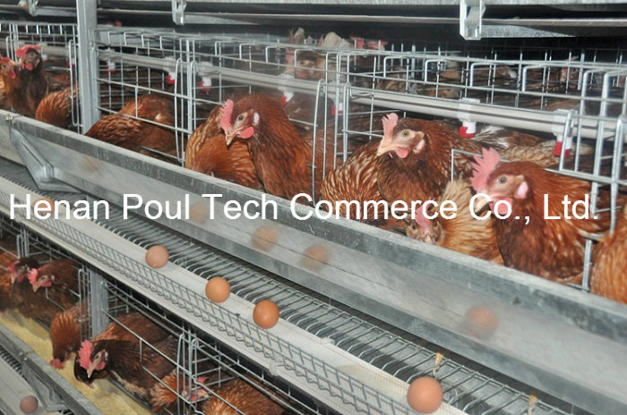 4-5 Tiers H Frame Layer Chicken Cage (Euro Standard)