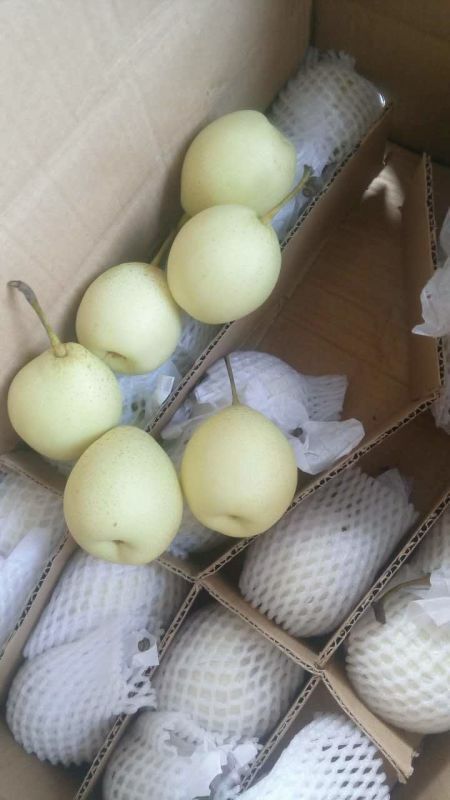 Hot Selling New Crop Fresh and Sweet Shandong Pear