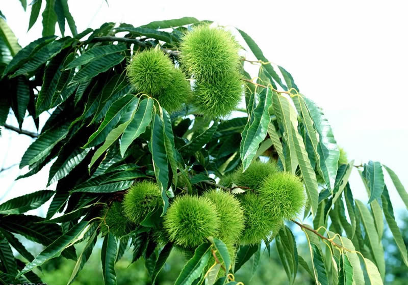 Chinese New Crop Fresh Chestnut with Wholesale Price