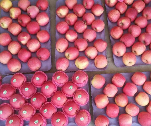 Golden Supplier of Fresh Red FUJI Apple Counts 100-113-125