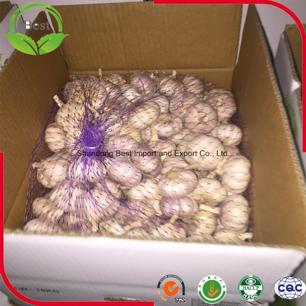 10kg Carton Normal White Garlic for Sale