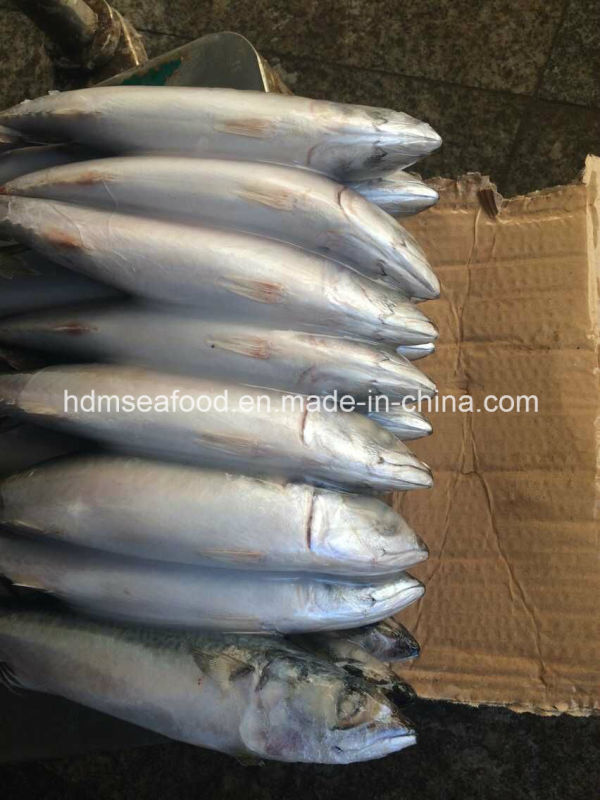 200-300g Frozen Pacific Mackerel Fish