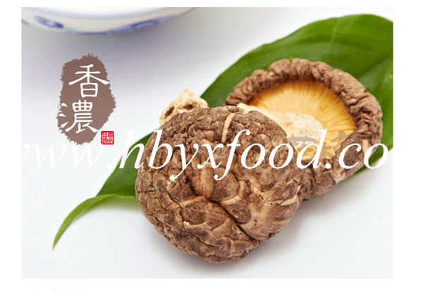 Mushroom with Tea Flower