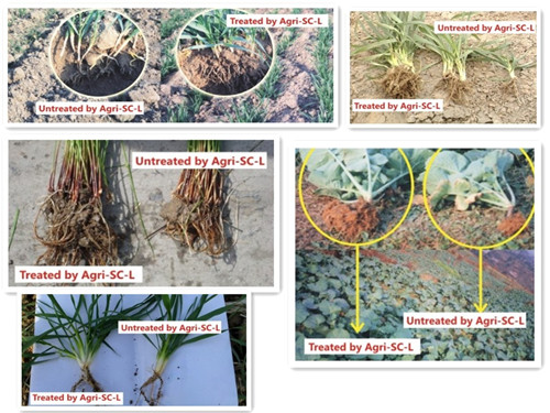 Organic Soil Improvement to Enhance Fertilizer 25% More Efficient