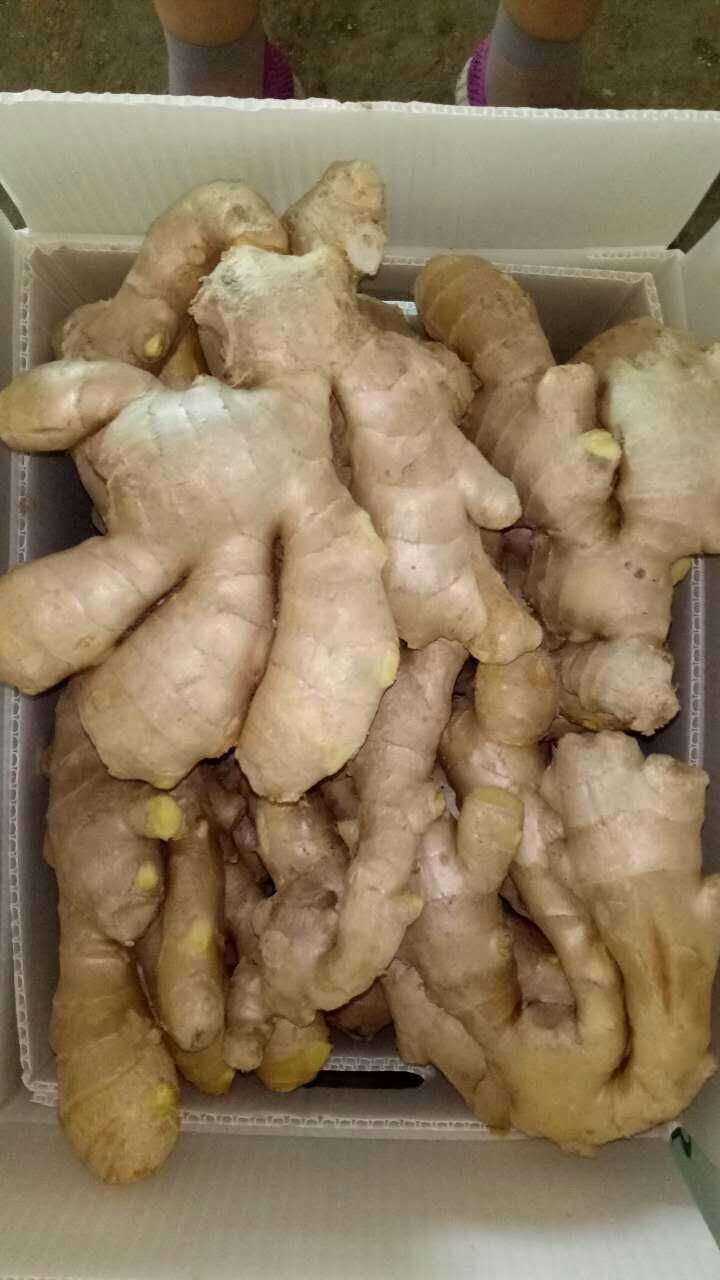 Top Quality of Fresh Air Dry Ginger for Europ