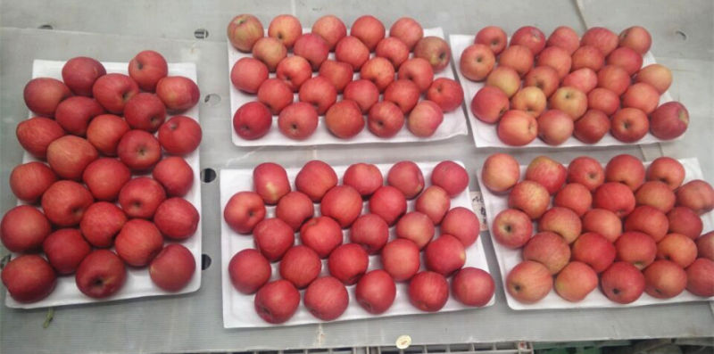 Bluch FUJI Apple 100/113/125# for India Market