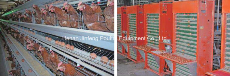 a Type Automatic Poultry Chicken Equipment for Chicken Birds Broiler Pullet