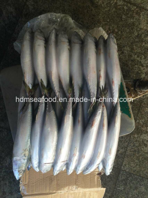 200-300g Frozen Pacific Mackerel Fish