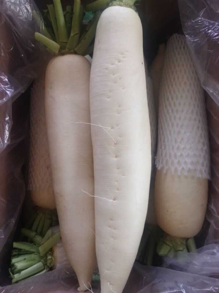 Fresh White Radish with Box Packing