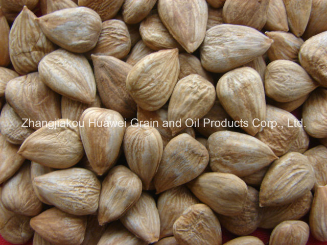 Sweet Almond (longwangmao 700 PCS/500g)