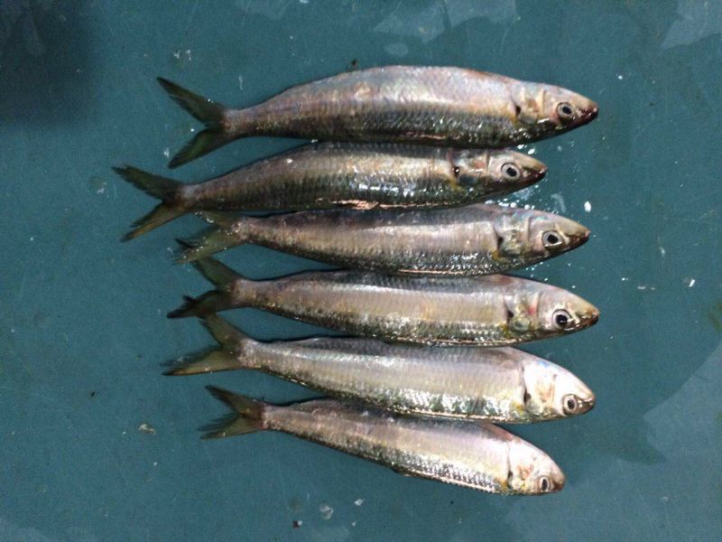 Fresh Frozen Seafood Sardine Fish for Canned