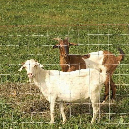 Factory Wholesale Galvanized Cattle Fence / Grassland Fence / Deer / Horse / Sheep