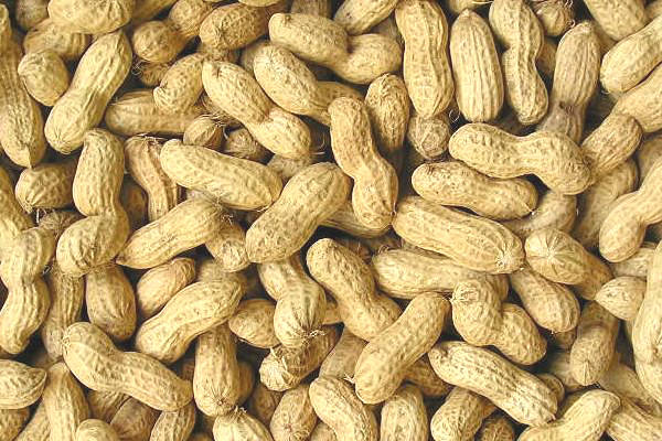 2015 Crop Raw Peanut / Peanuts