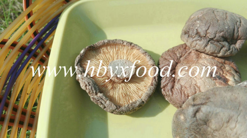 Newly Hot Sale Dried Smooth Shiitake Mushroom From Jingmen City