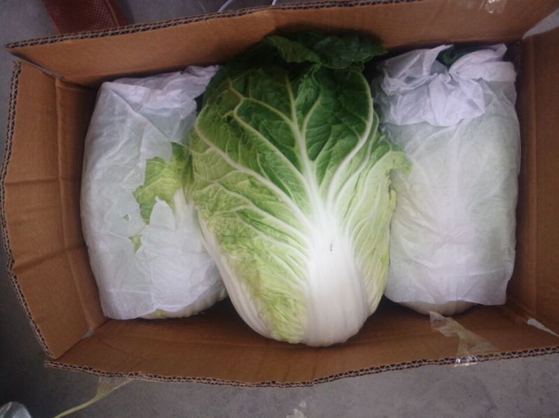 Chinese Fresh Cabbage with Good Quality