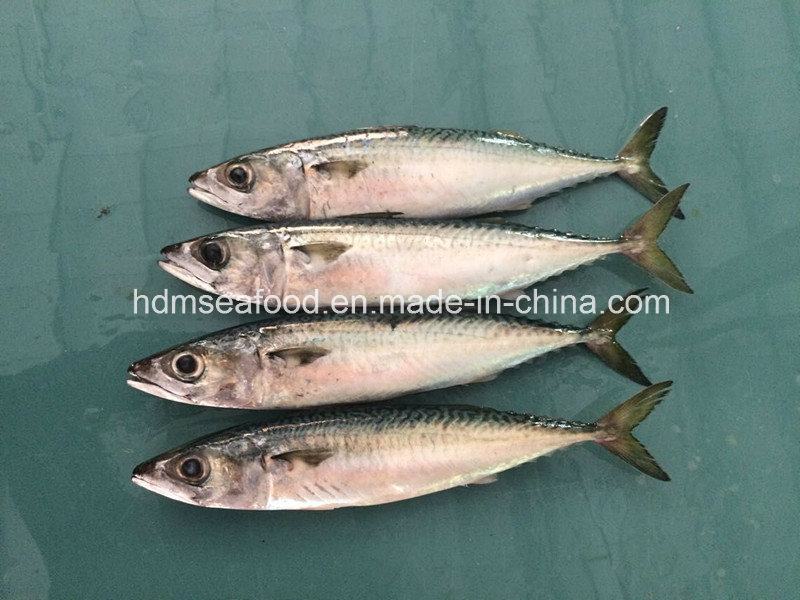 W/R Fresh Frozen Seafood Mackerel Fish