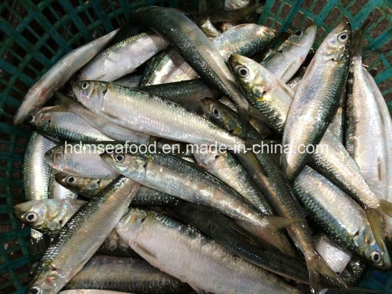 High Quality Frozen Seafood Fish Sardine for Bait (Sardinella aurita)