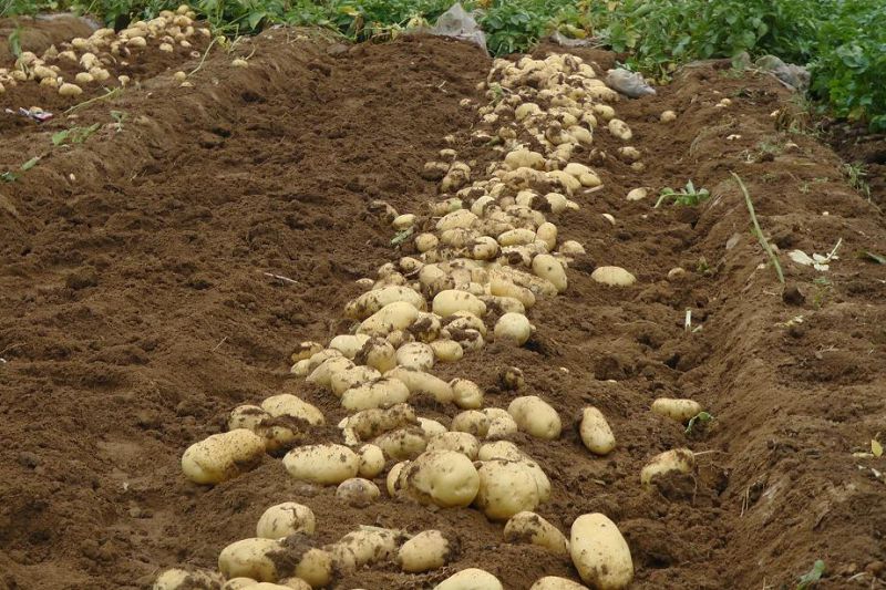 Fresh Potato New Harvest with Carton Packing