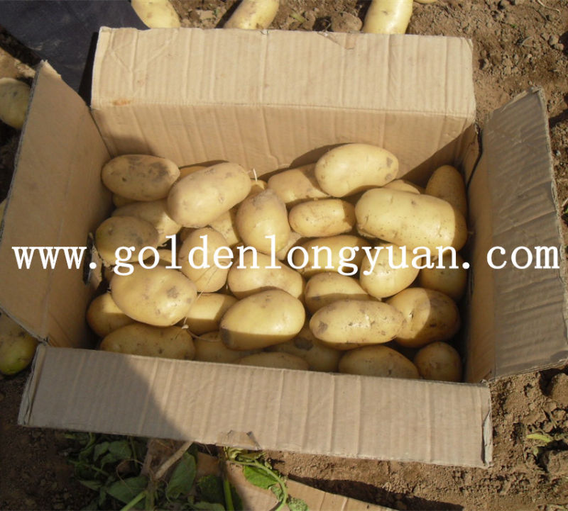 Fresh New Crop Potato Supplied by Qualified Supplier