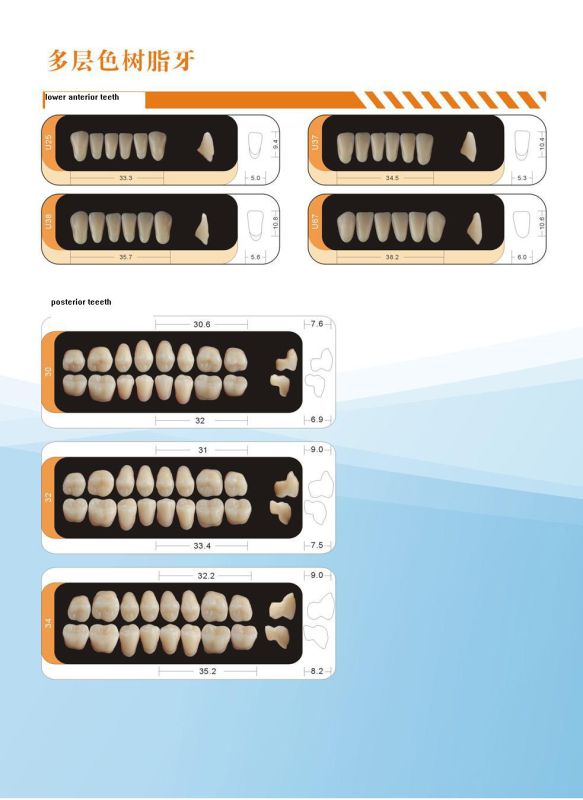 Manufacturer of 2 Layer Teeth for Upper Anterior Packing