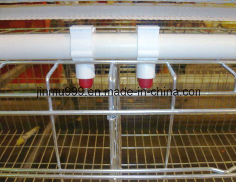 Automatic/Semi-Automatic Poultry Chicken Cage for Bird Farm