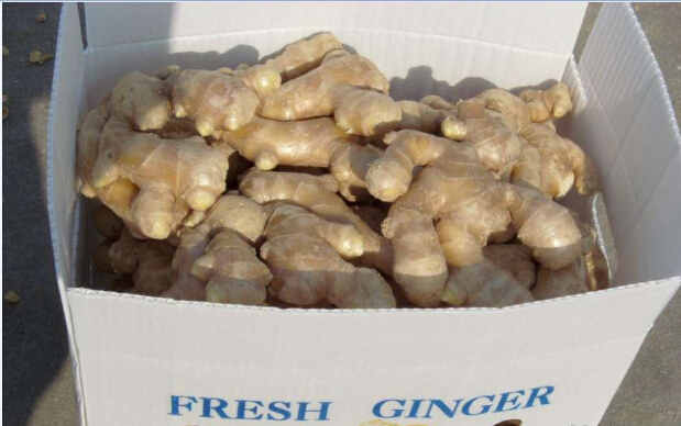 Fresh Ginger in China with High Quality