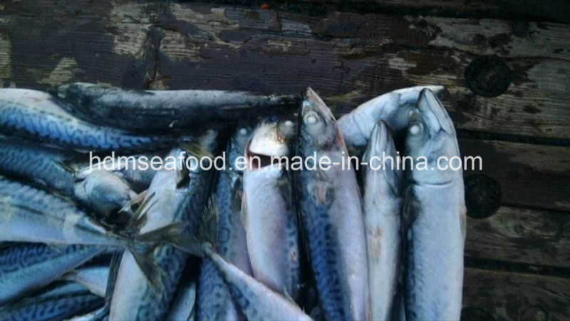 New Fresh Fish Seafrozen Mackerel