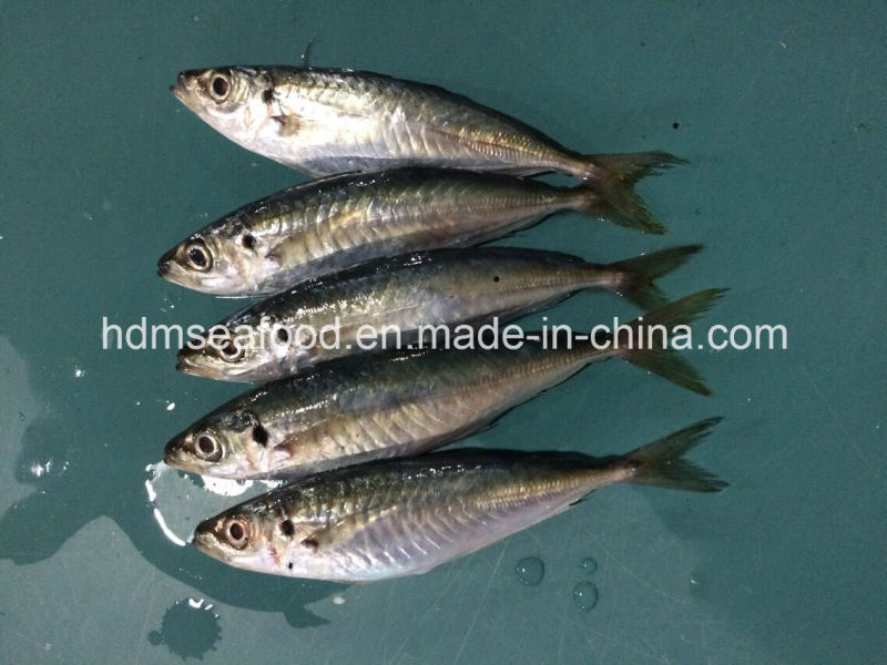 New Landing 100-200g Horse Mackerel Fish