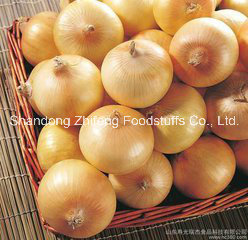 Red and Yellow Onion in Good Quality