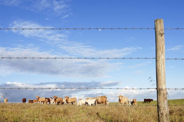 Double Twist Iowa Galvanzied Barbed Wire