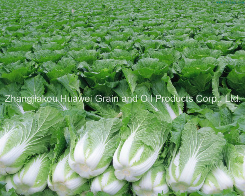 Chinese Cabbage