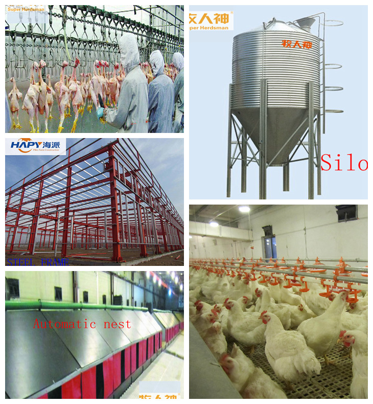 Chicken Cage in Poultry House From Super Herdsman